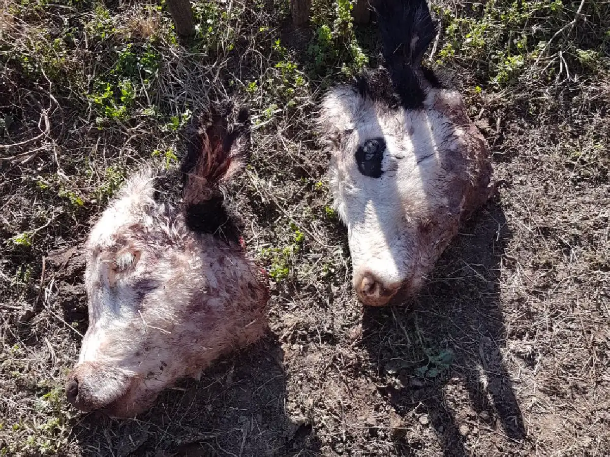 Faenaron clandestinamente tres novillos y robaron dos caballos criollos en un campo