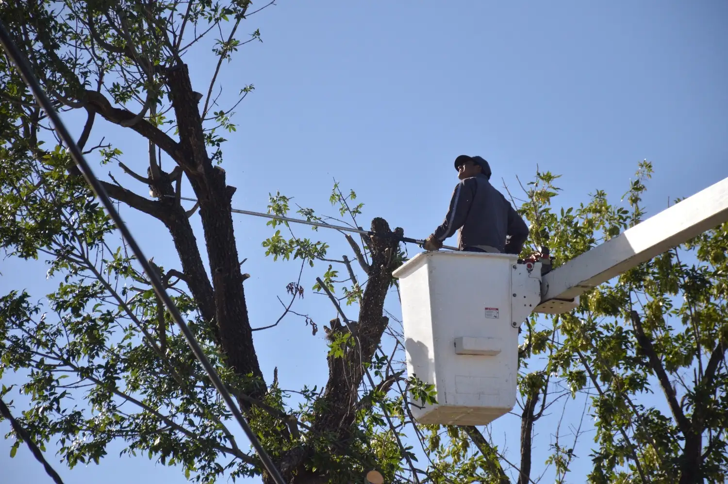Cuadrillas municipales refuerzan los trabajos de poda