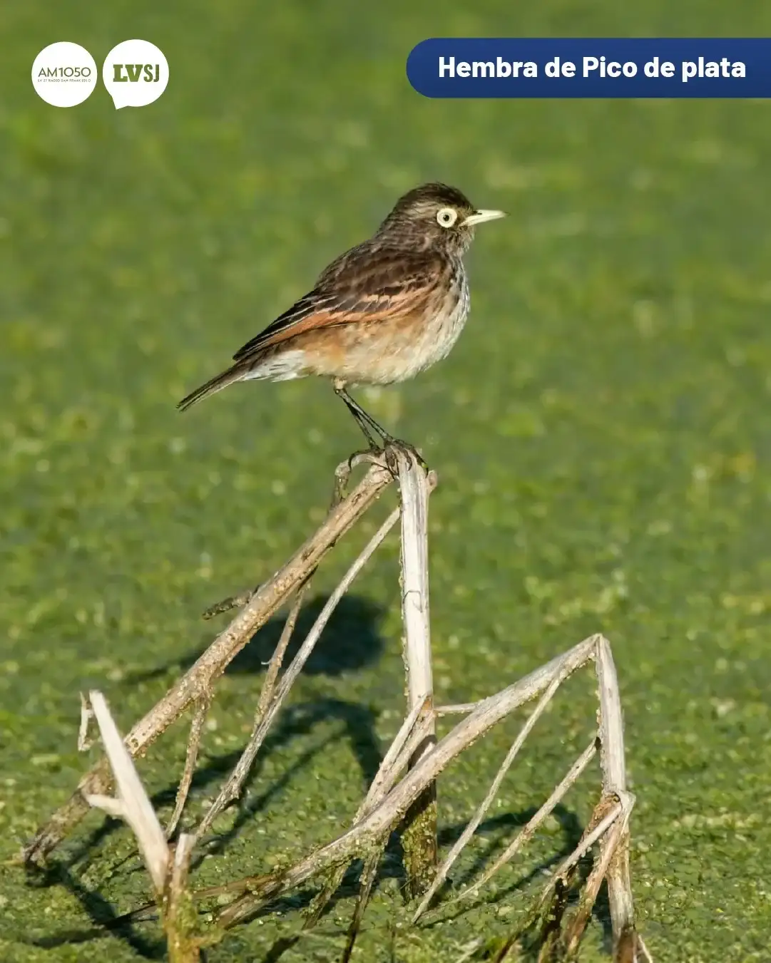 aves