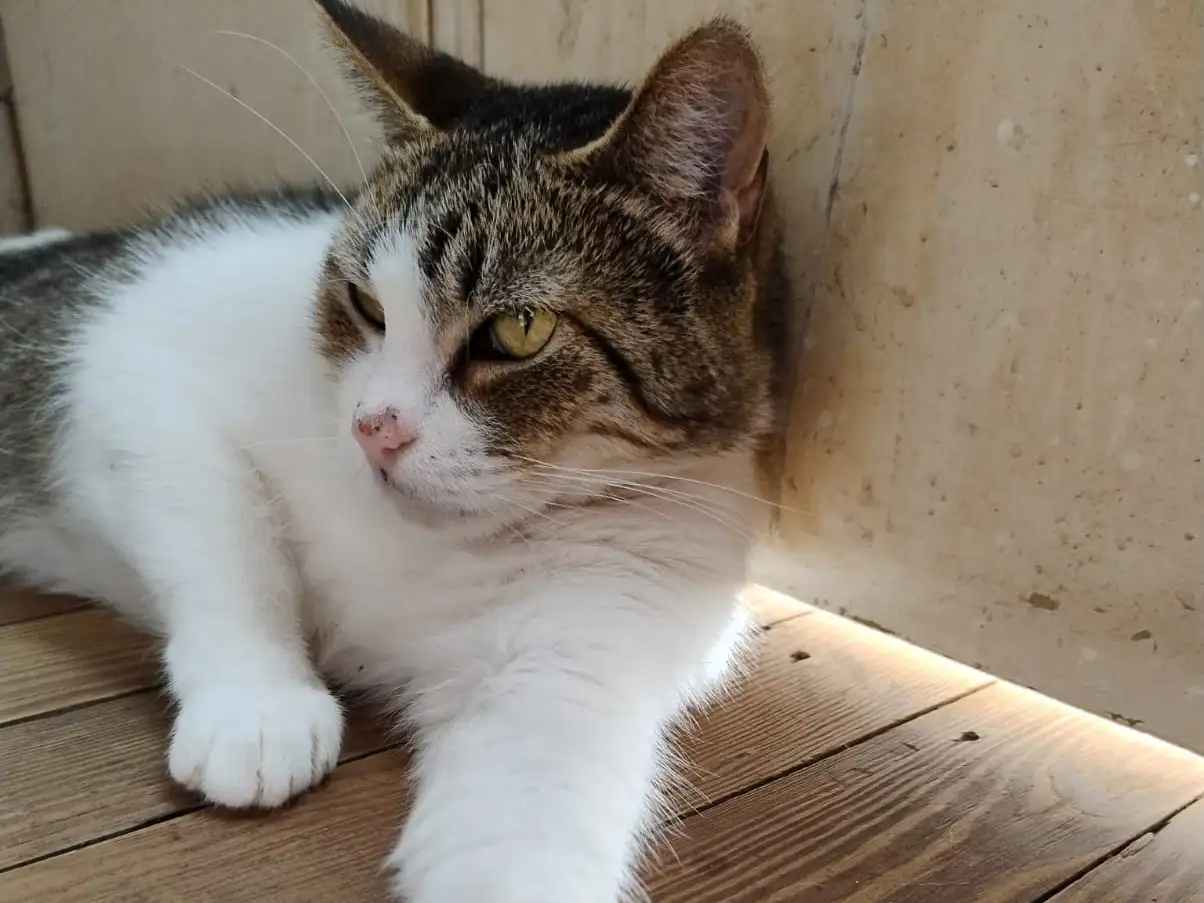 gato
