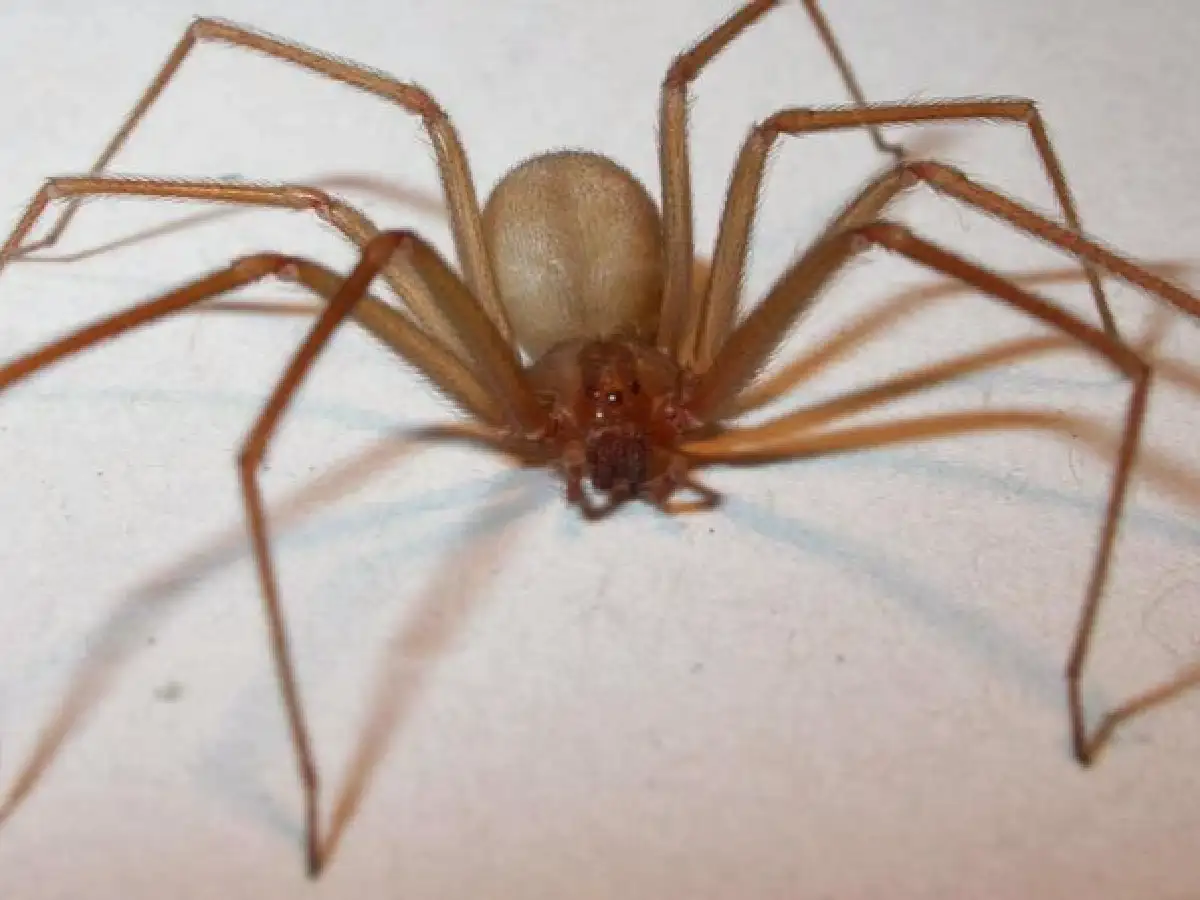 Bahía Blanca: continúa internada la niña que fue picada por una araña 