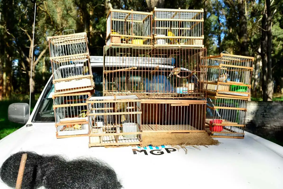 Incautaron elementos utilizados para la caza ilegal de aves