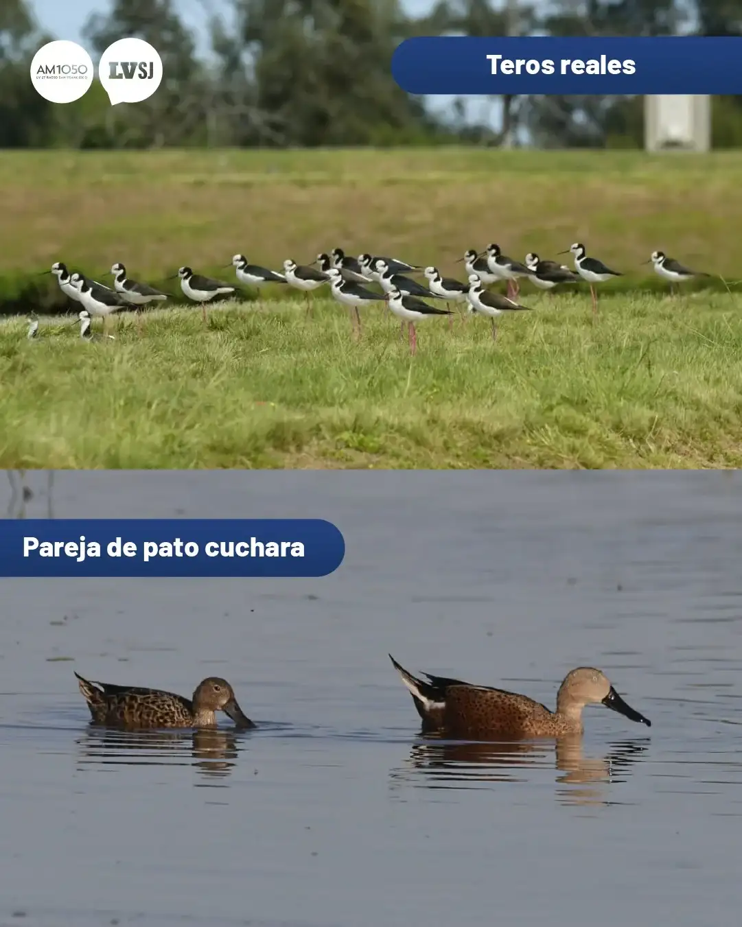 aves
