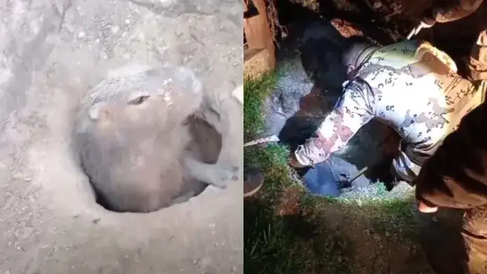Entre vecinos y policías, lograron salvar a un carpincho en Aldea Brasilera