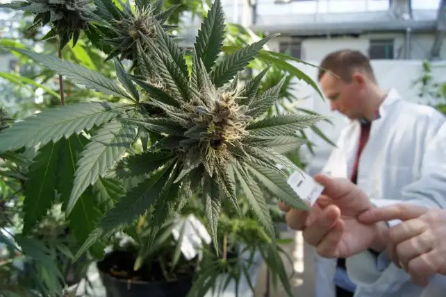 Cannabis medicinal, para “fin de año”