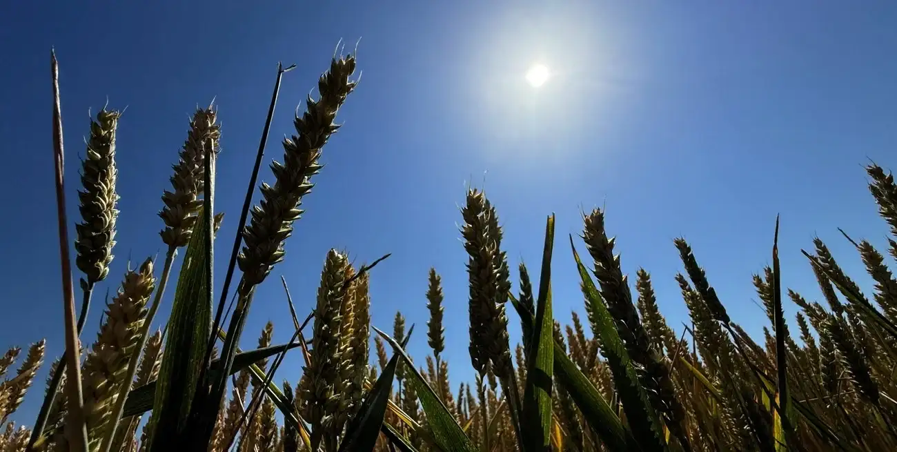 Las lluvias alivian al trigo y destraban la siembra de maíz en la región núcleo.