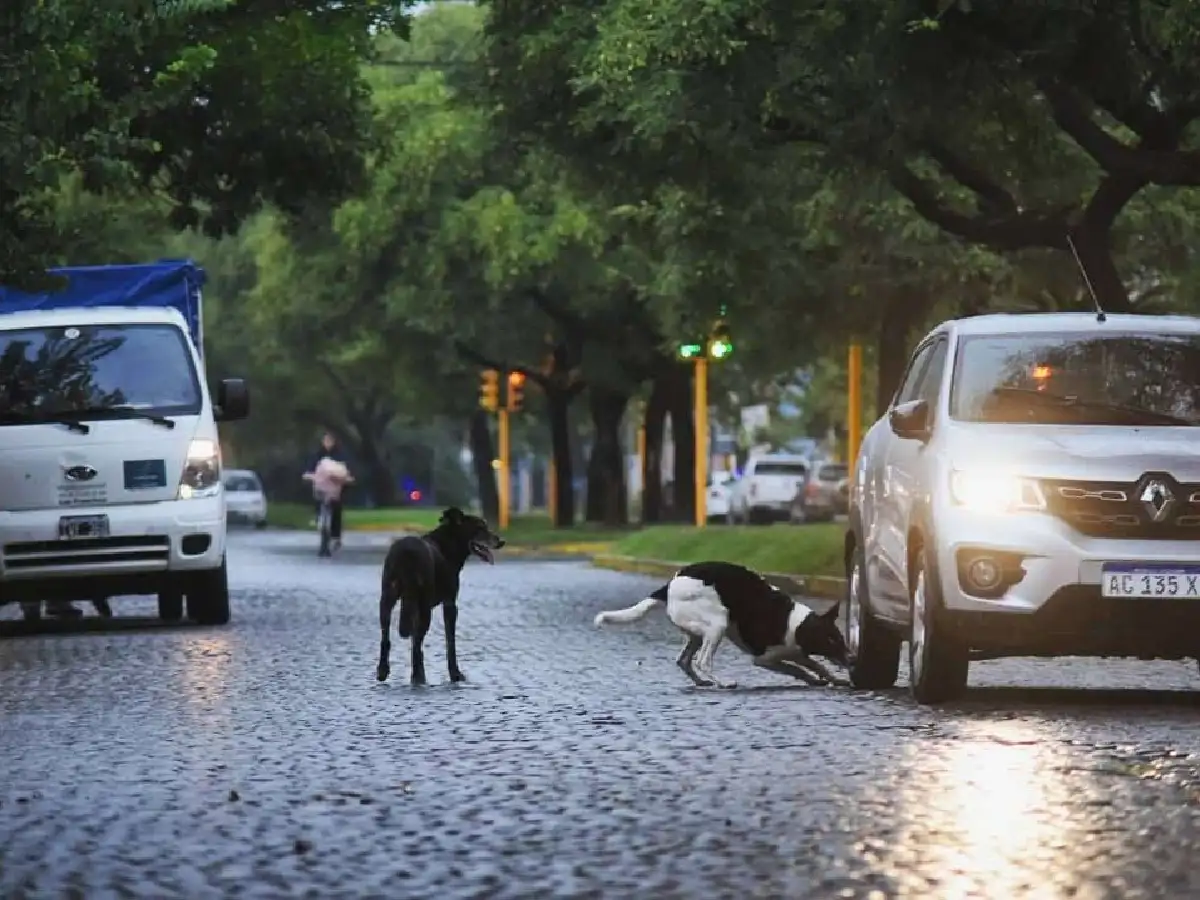 Perros en la calle