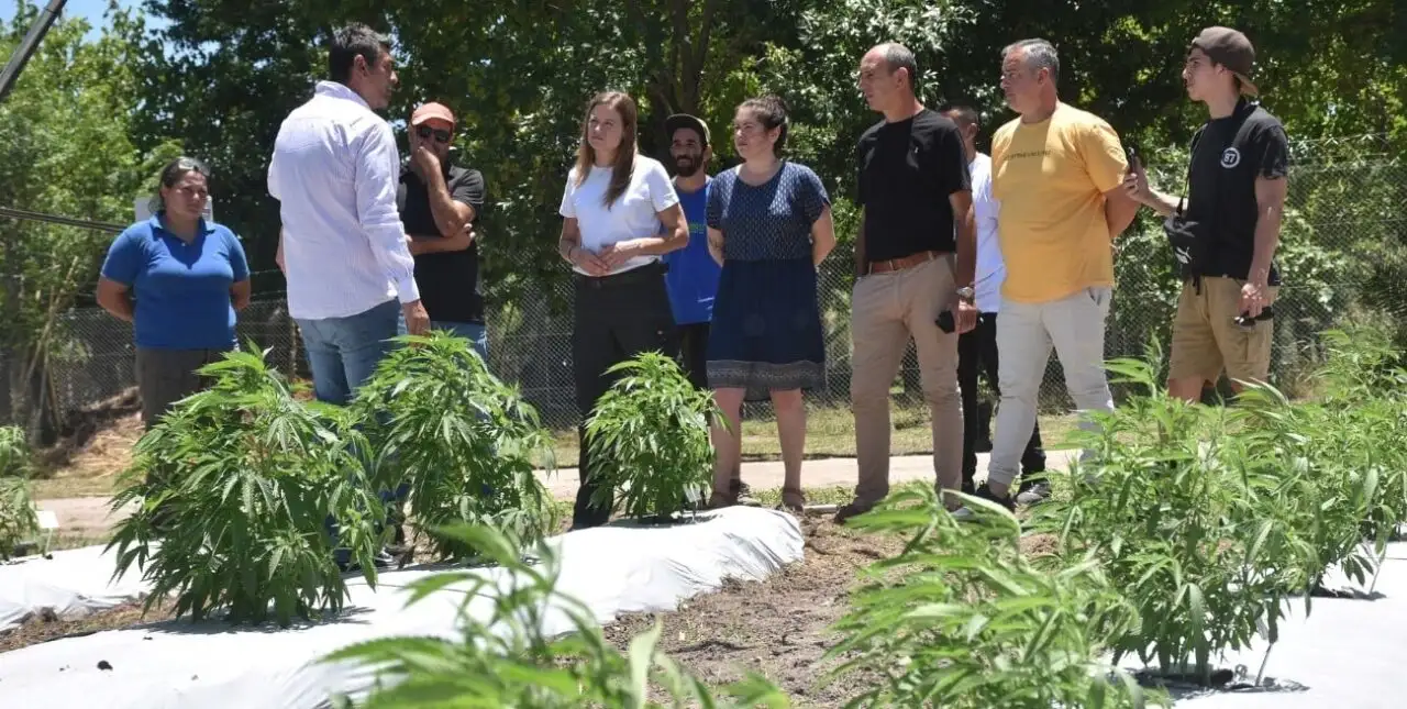 Estudian la segunda cosecha de cannabis provincial con fines científicos