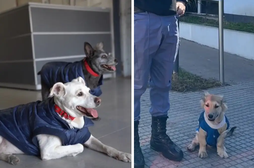 La policía de Chaco promueve la adopción animal.