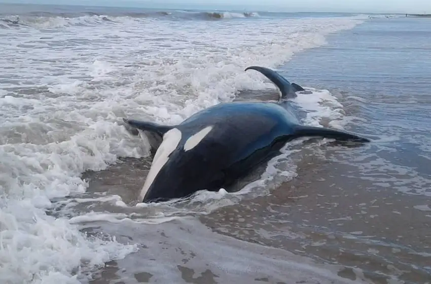 La Caleta: encontraron siete orcas encalladas