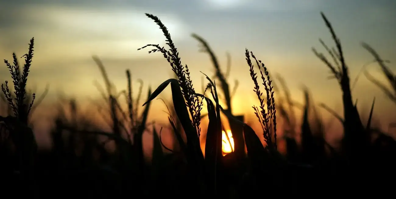 El especialista apuntó que la "caída del 1% del PBI anual en la última década" se explica por "el impacto al sector agrícola de sequías e inundaciones". Crédito: Reuters