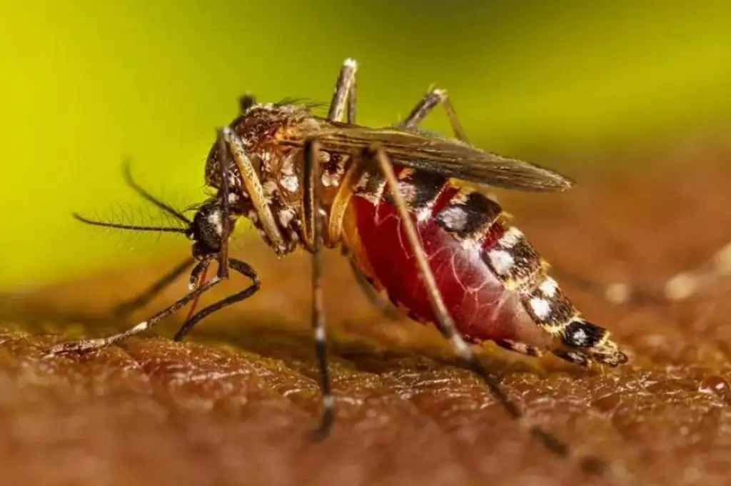 Se confirmó el primer caso importado de Chikungunya en Rosario