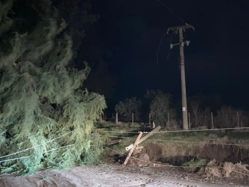 La caída del frondoso ejemplar afectó el cableado aéreo y dejó a varios sectores sin energía eléctrica. Foto: CEVT