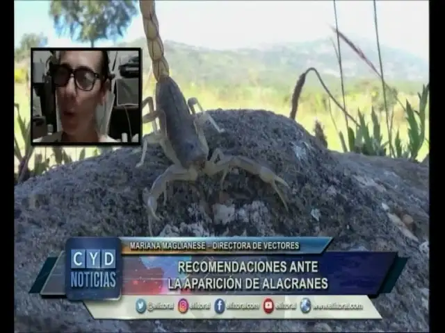 Recomendaciones ante la aparición de alacranes