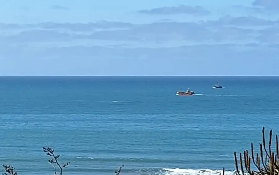Las ballenas fueron vistas por los marplatenses desde Playa Grande.