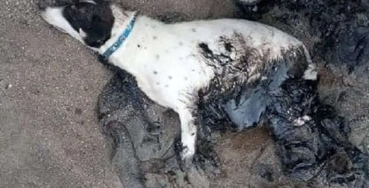 Aberrante: en Comodoro Rivadavia aparecieron perros cubiertos de petróleo