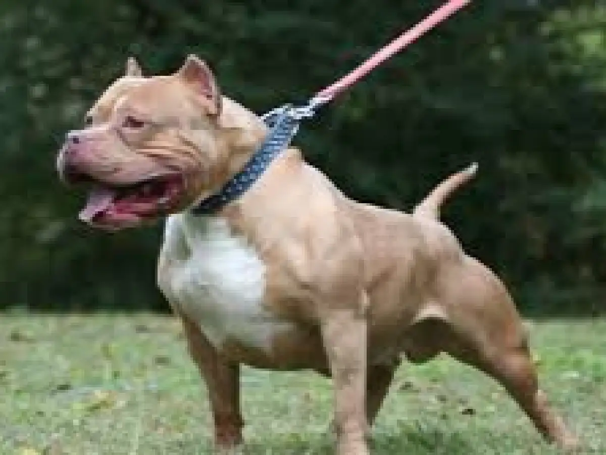 Una nena de 6 años murió atacada por un perro cruza de dogo con Rottweiler