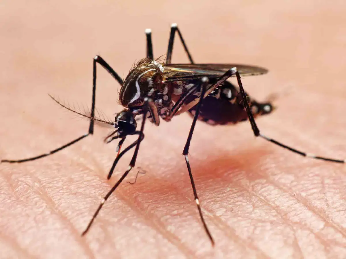 Se confirmaron más de 28 mil casos de dengue y piden reforzar los cuidados