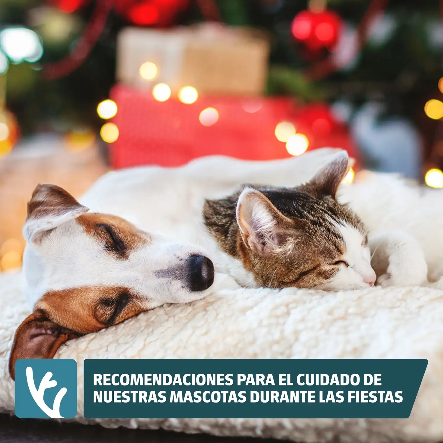 Mascotas