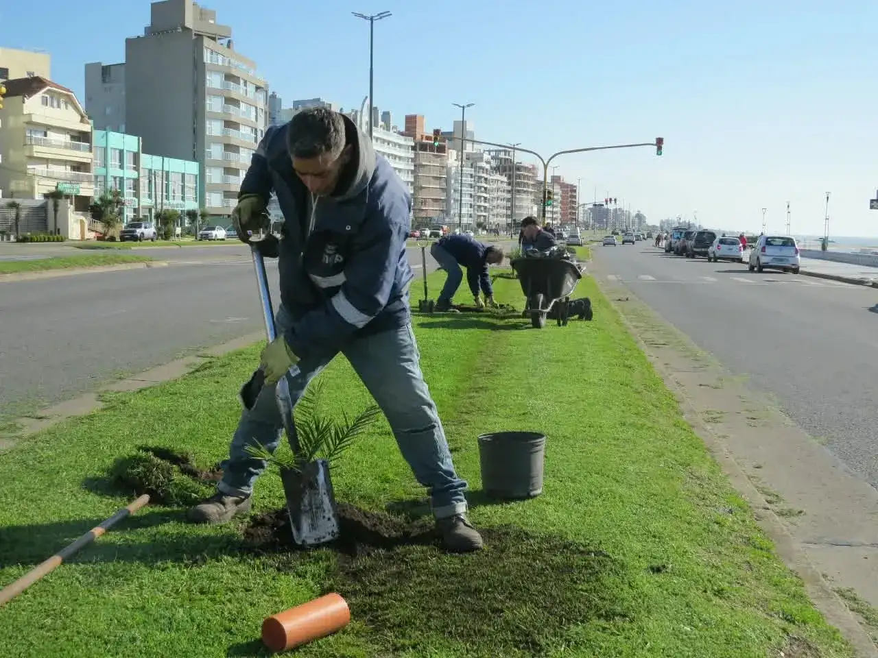 La costa marplatense cambia su paisaje: plantarán más de 100 palmeras