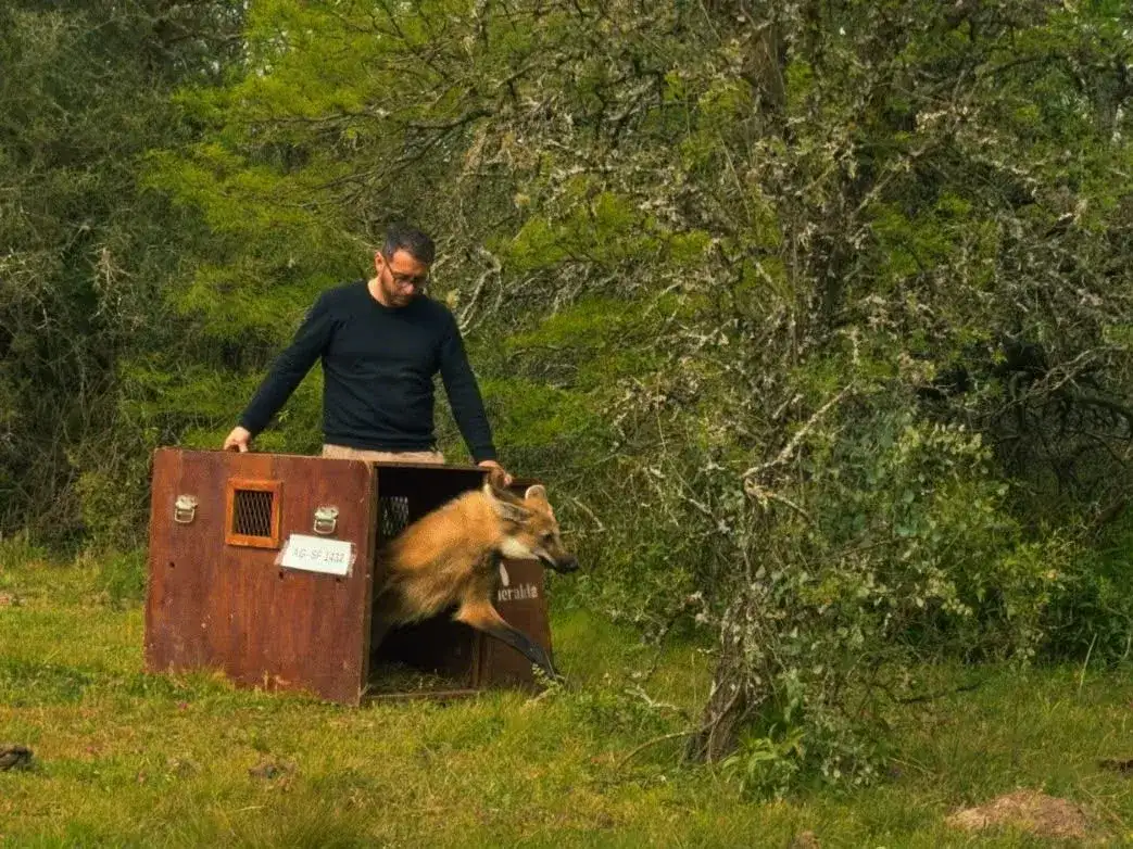 El momento de la liberación del animal.