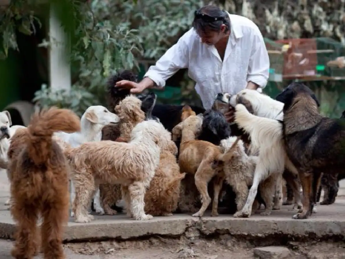 Disponen la creación de cuchas públicas para unos 30.000 perros abandonados