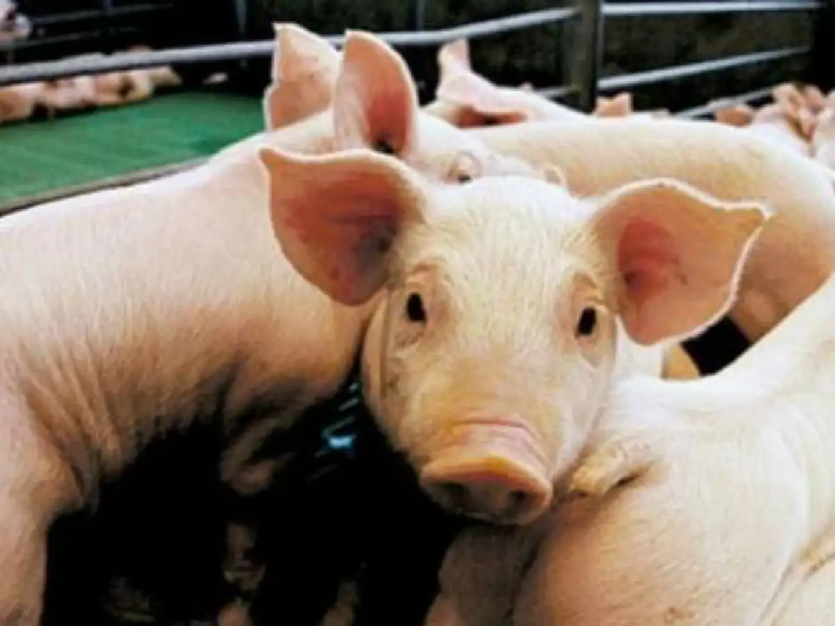 Notificaron 12 casos de triquinosis en Canals