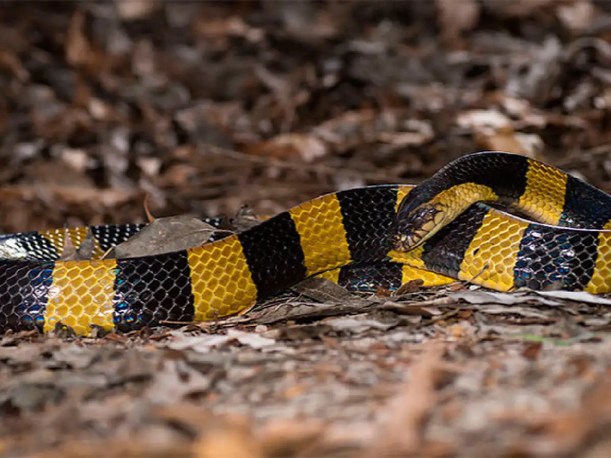 Mujer muere tras ser mordida por una serpiente comprada por Internet