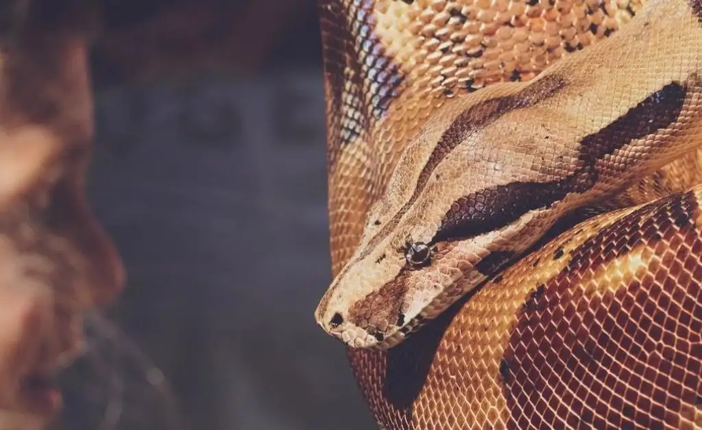 Viral: médicos extraen una serpiente de más de un metro de la garganta de una mujer