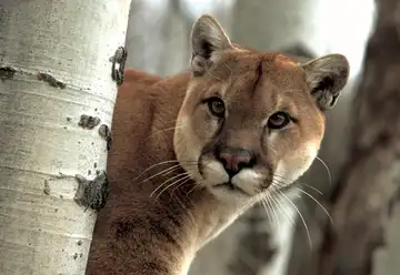 Piden precaución ante la presencia de un puma en la zona Diamante