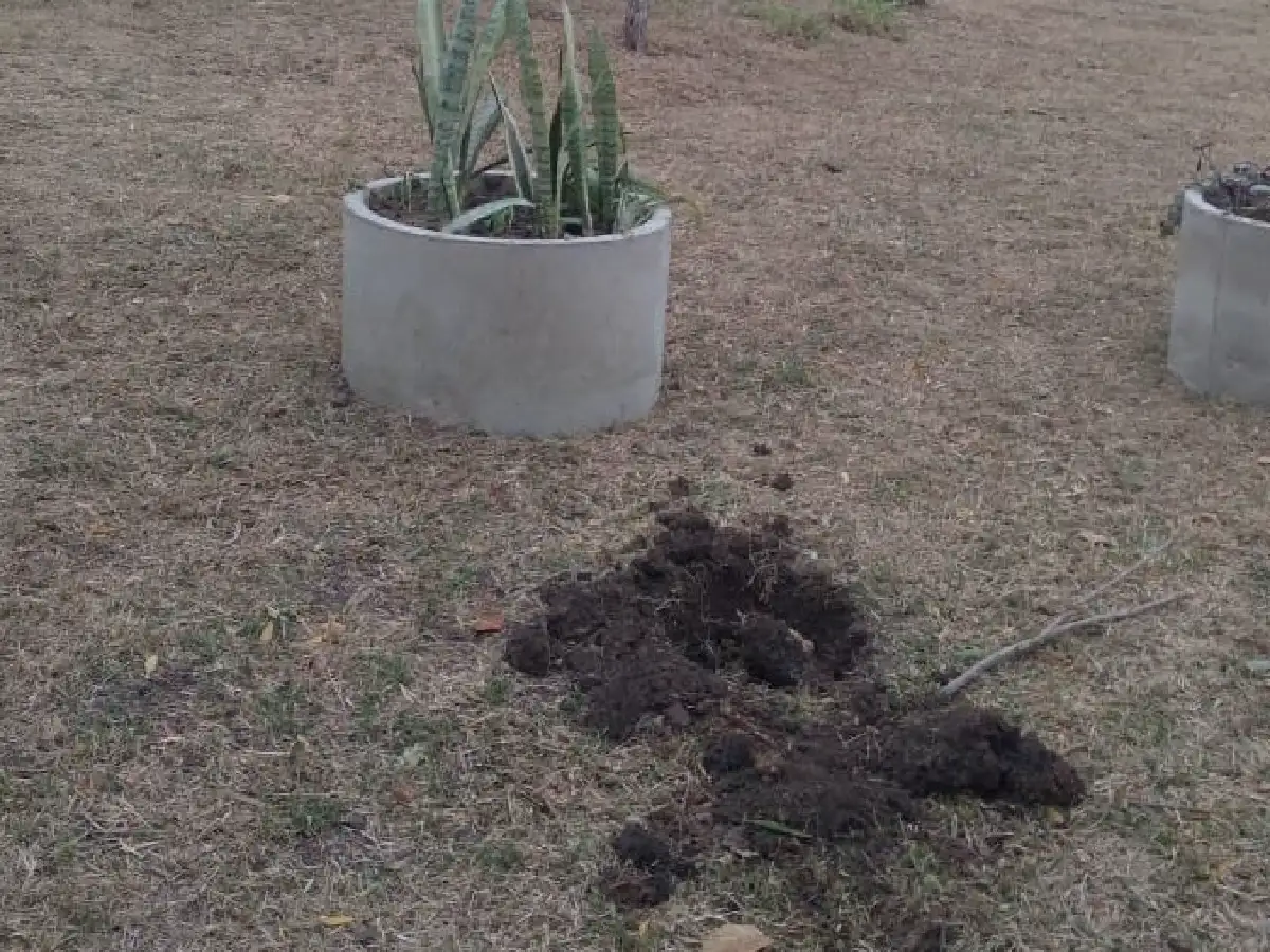 Otra vez, barrio Vélez Sarsfield: se roban hasta las plantas   