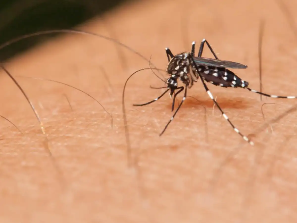 Confirmaron 56 casos de dengue en Santa Fe y 34 en Rosario