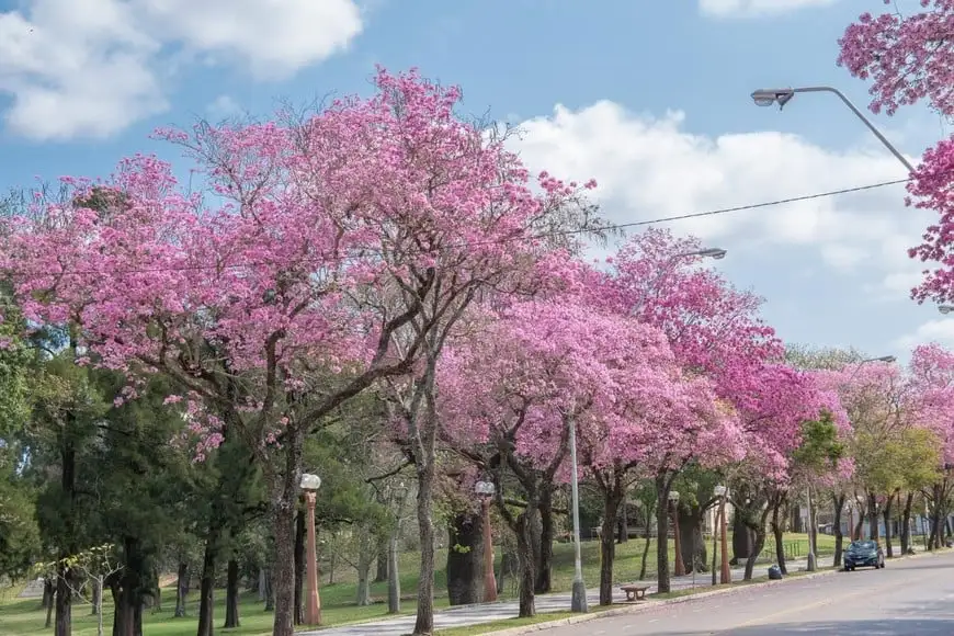 Jacarandá
