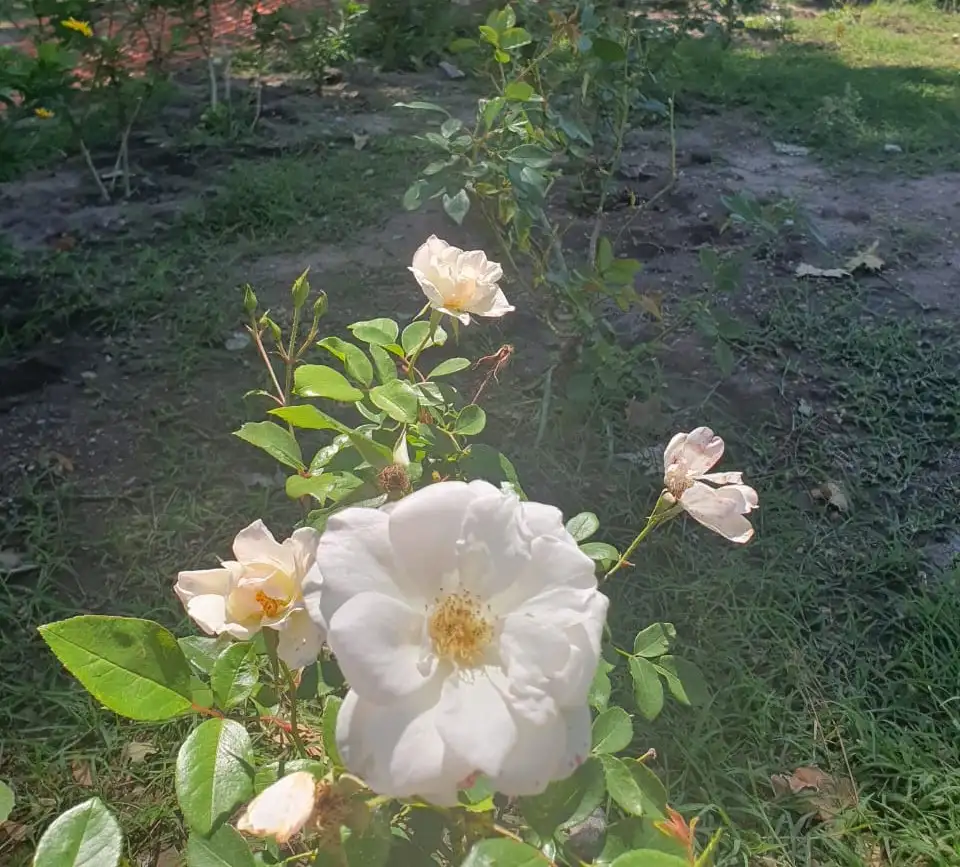 rosedal