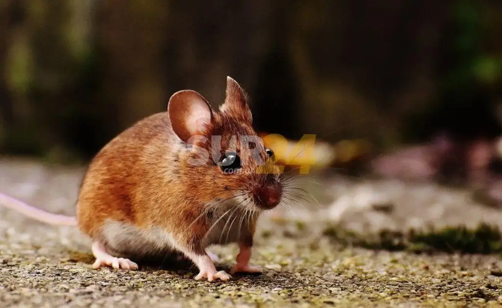 California: tirarán una tonelada de veneno en refugio de vida silvestre para acabar con una plaga