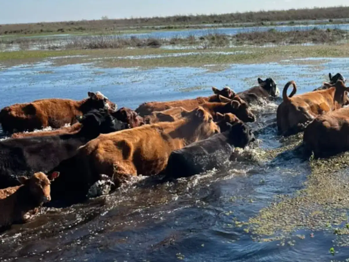 El avance del agua complica las tareas rurales y obliga a los productores a trasladar la hacienda para evitar pérdidas.