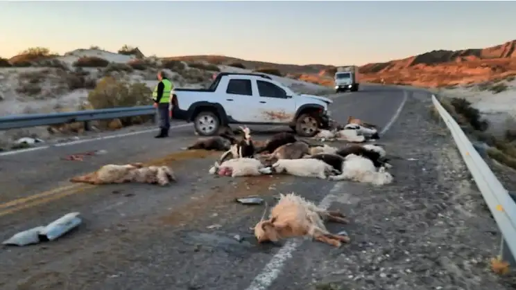 Neuquén: chocó y mató a 40 chivos