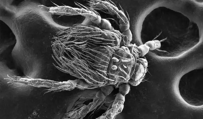 El Herpetacarus antarctica transmite la Orientia en Chile.