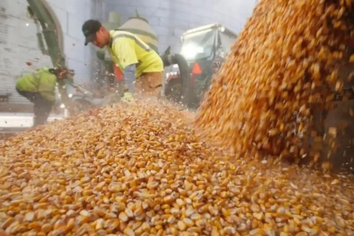 El programa alcanzará hasta 100.000 hectáreas y será gratuito para pequeños productores durante un año.