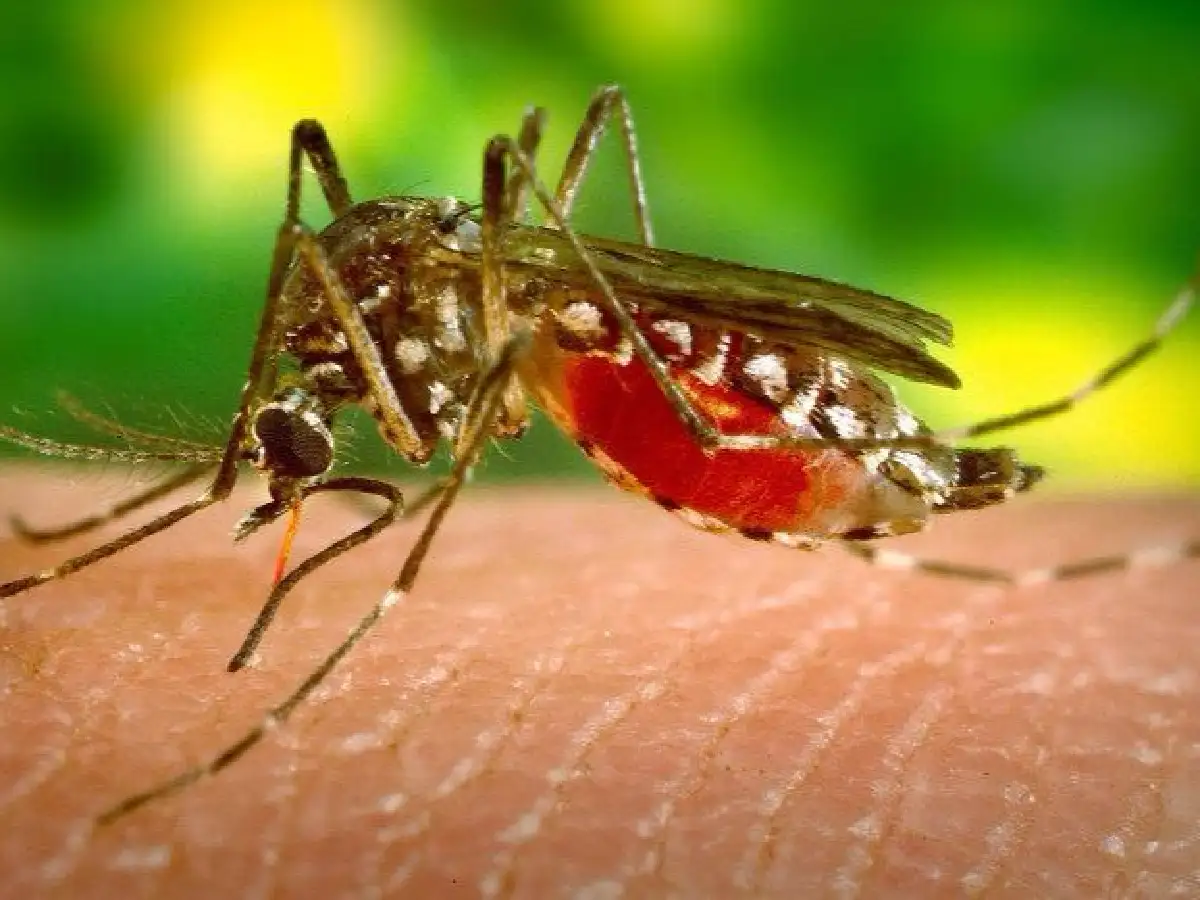 Mosquitos, trastornos y acciones