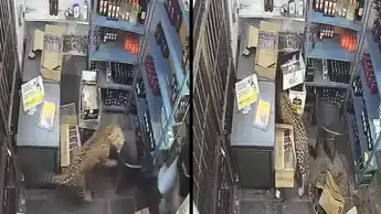 Un leopardo atacó a un empleado en India