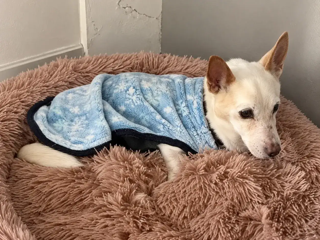 Pluto fue rescatado de una vivienda de Azcuénaga al 1500 el 17 de julio y falleció a fines de agosto en el Refugio Canino.