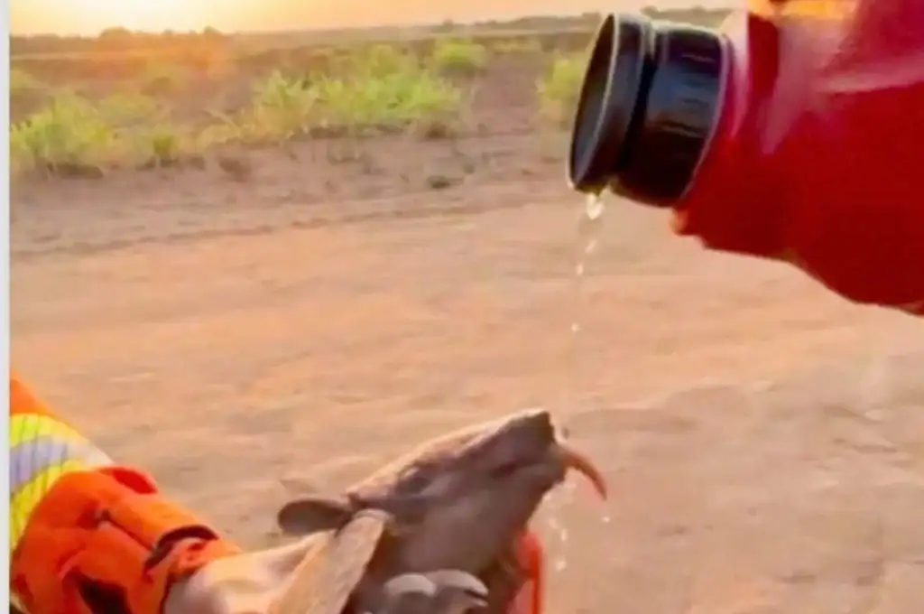 En plena lucha contra el fuego, un bombero frenó para salvar a un armadillo.