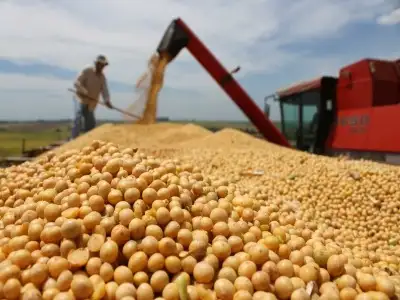 Cosecha de soja trepa a los 59,6 millones de toneladas