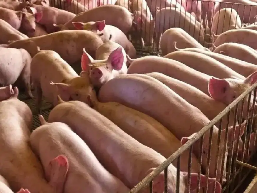Santa Fe sostiene su peso en la producción porcina.