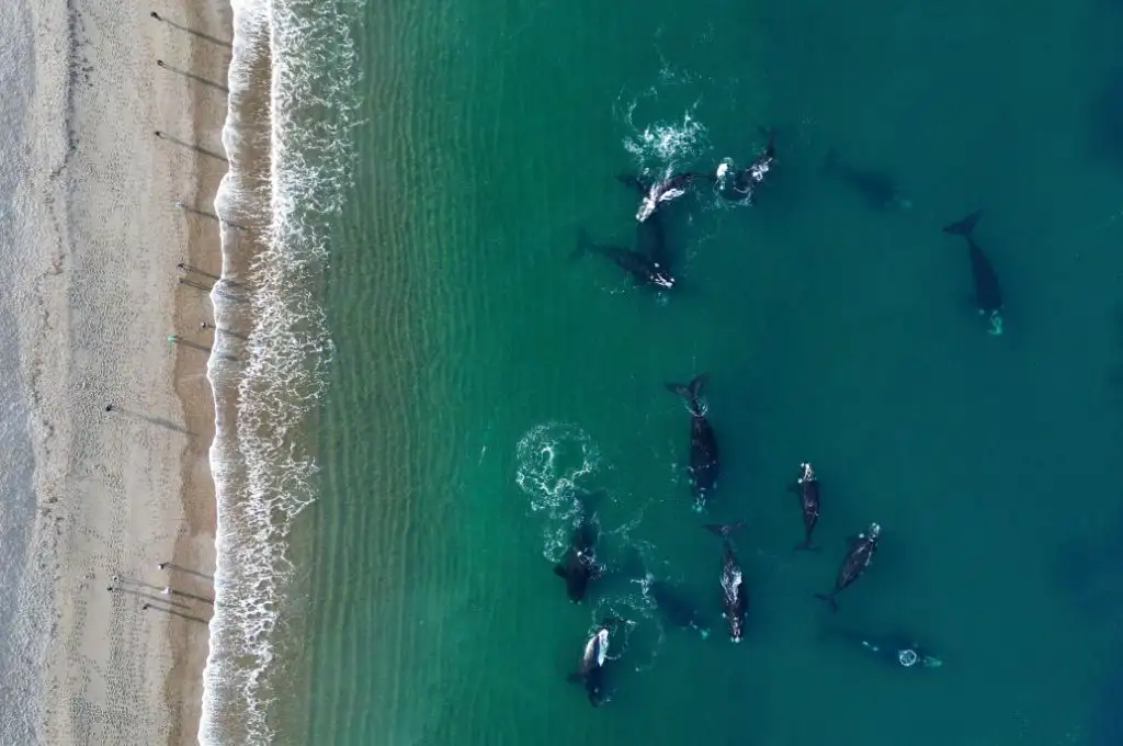 ¡Espectáculo natural! Llegan las primeras ballenas a Puerto Madryn para su temporada de avistamiento