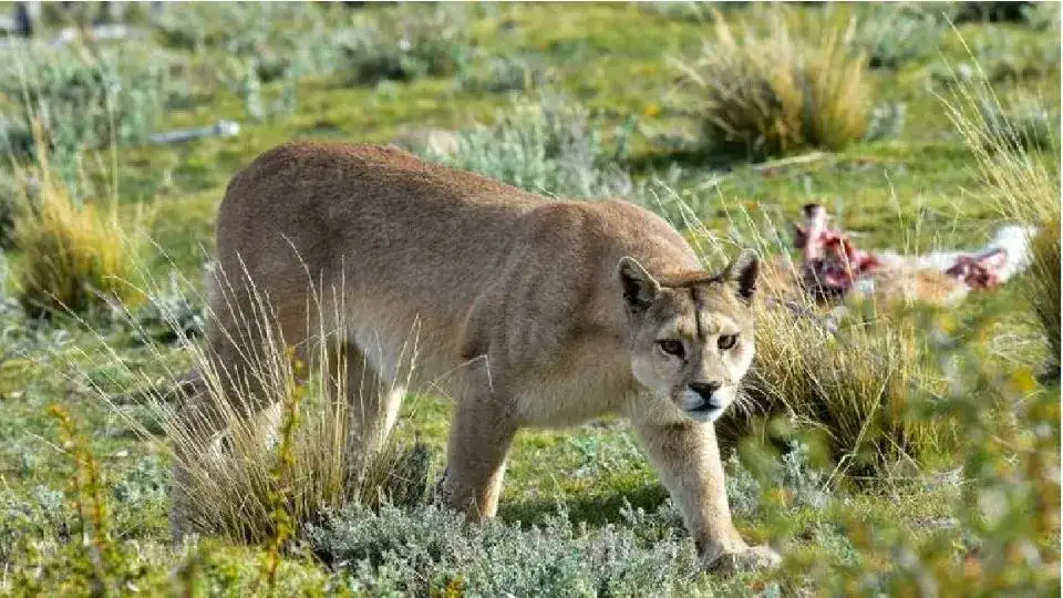 Los guardabosques determinaron que el animal era una amenaza para los vecinos.