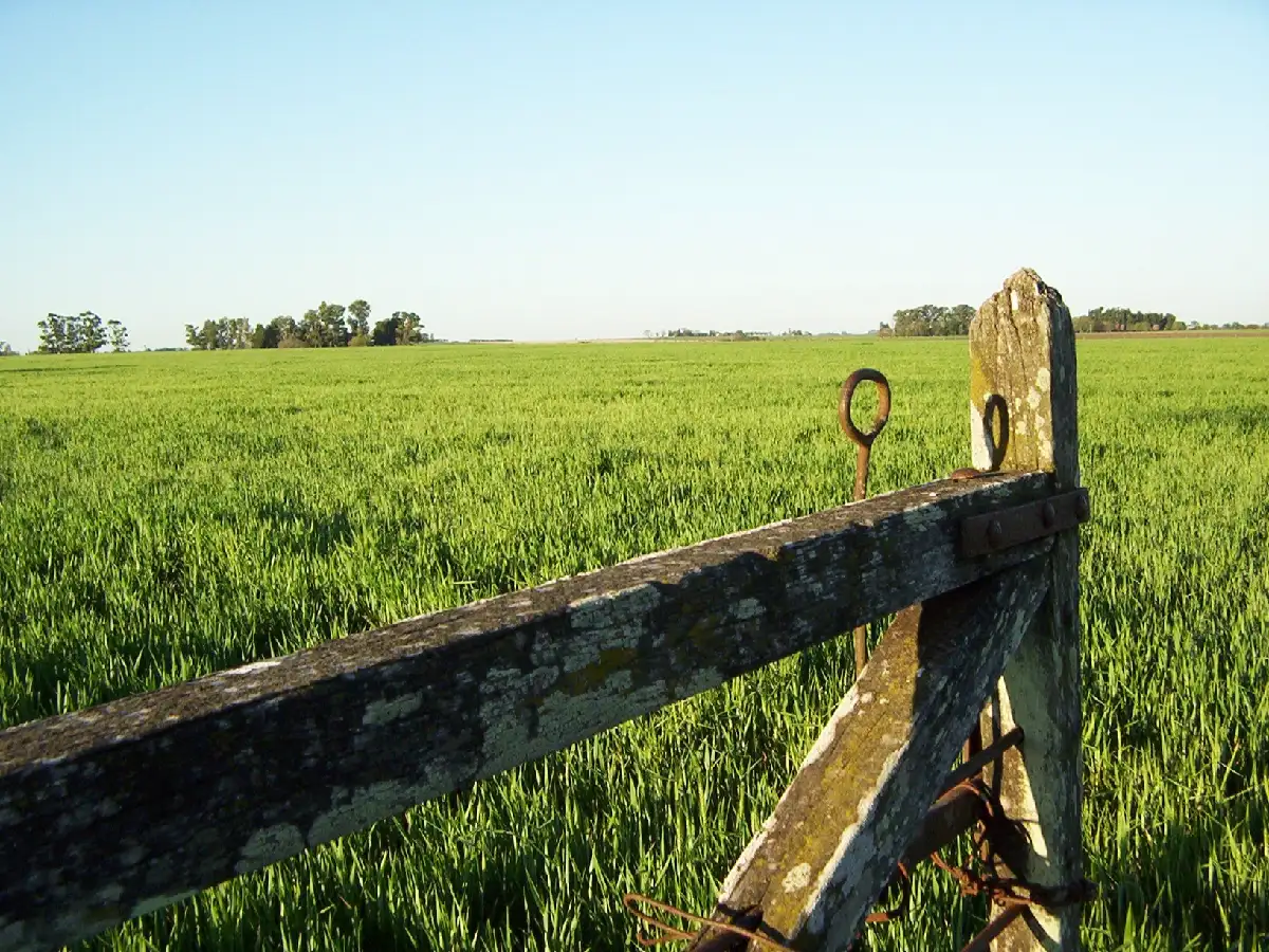 Hay un marcado descenso de la actividad inmobiliaria rural 