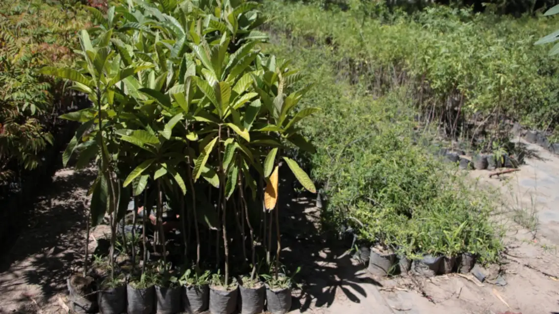 La provincia asesora para compra y plantación de especies arbóreas