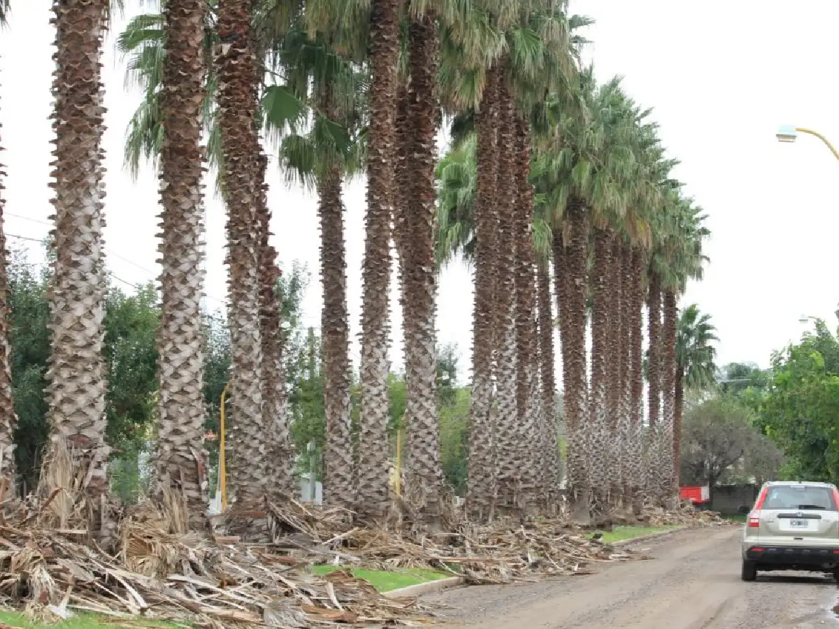 Limpieza y poda en barrios Los Palmares y Altos del Prado
